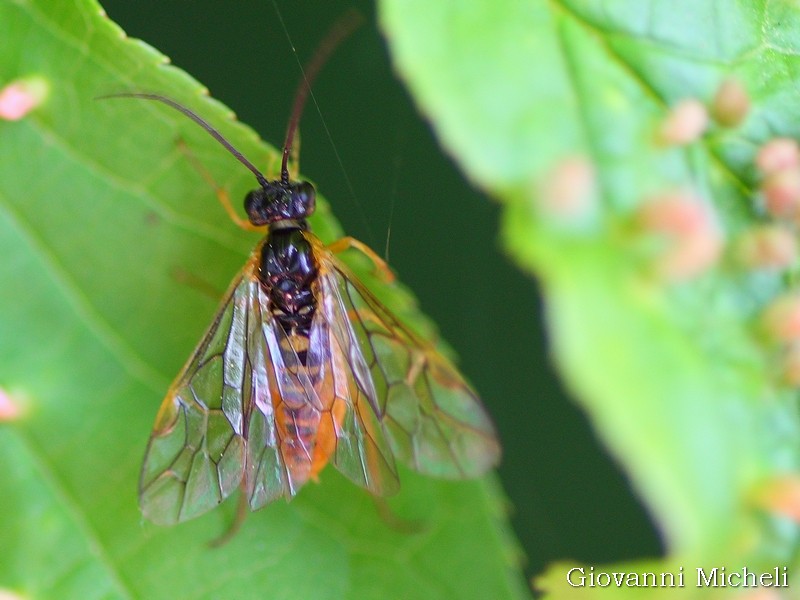 Richiesta ID Tenthredinidae Nematinae... cfr. Pteronidea sp.